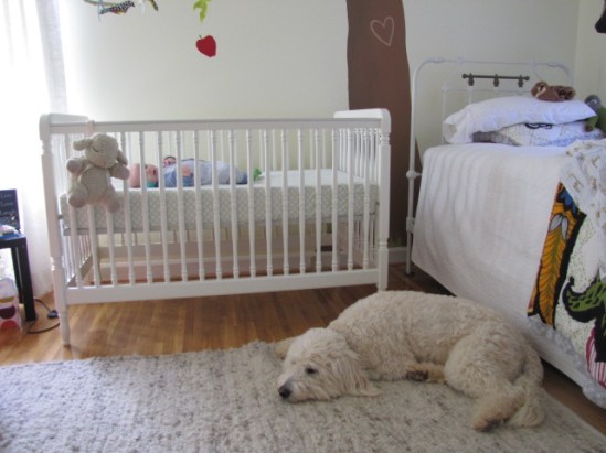 Dog guarding baby